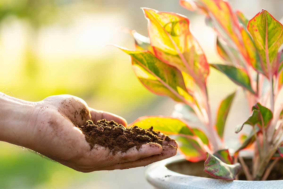 piante che vanno pazze per i fondi di caffè