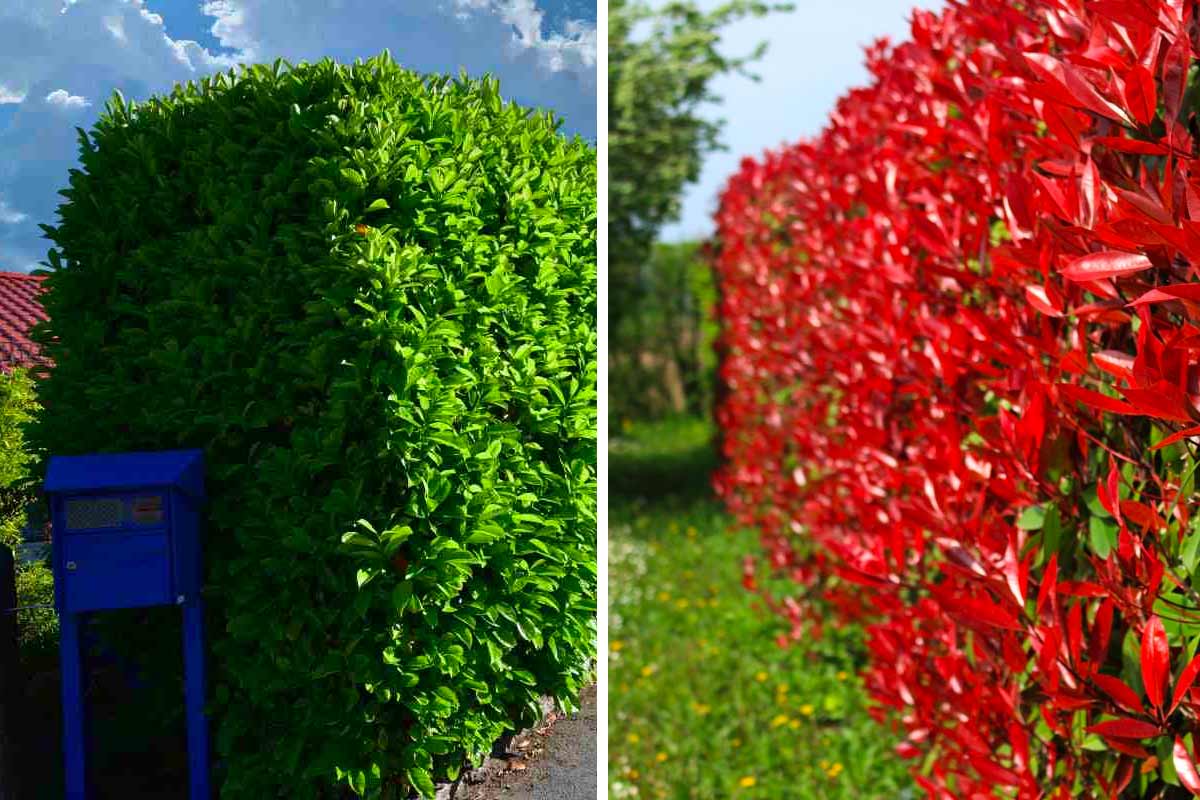 Fotinia o lauroceraso