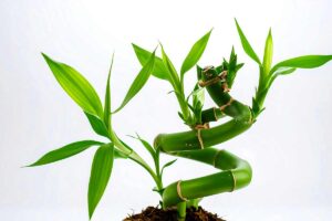 curiosità sul bambù della fortuna