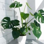 Come curare la Monstera
