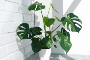 Come curare la Monstera
