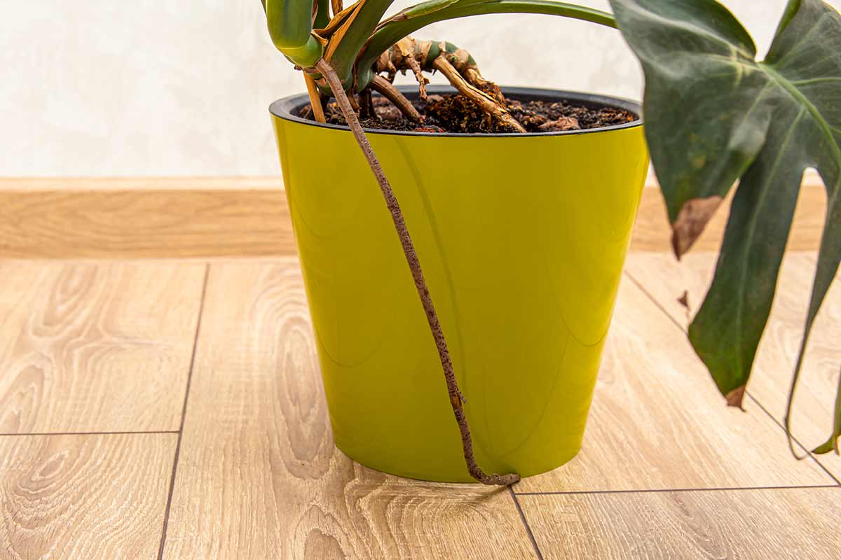 Radici aeree della Monstera: a cosa servono davvero e come gestirle