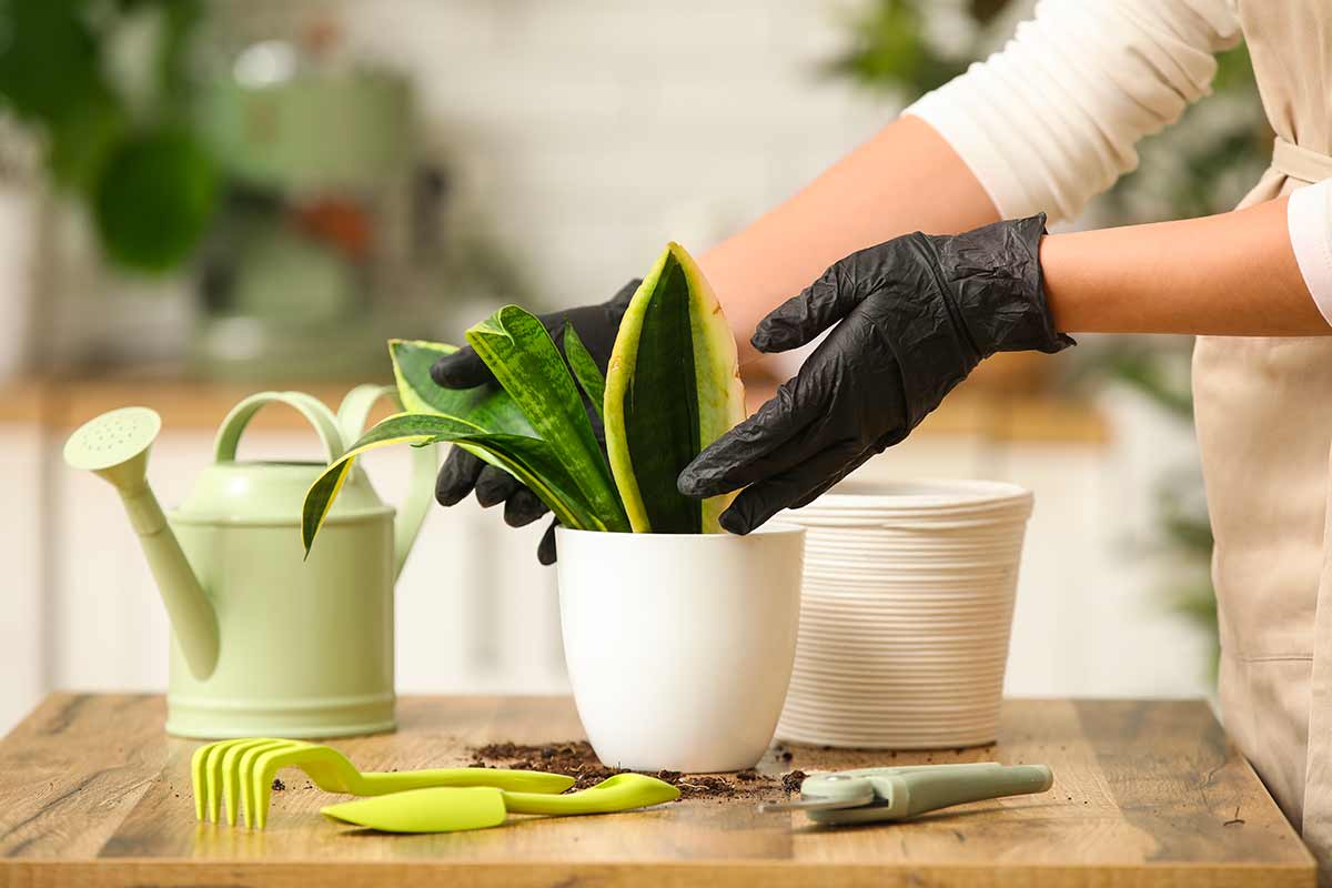 Non buttare la foglia spezzata: puoi creare una nuova sansevieria