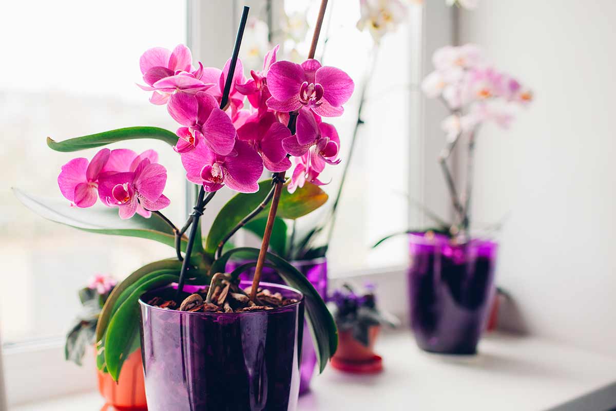 Orchidee in casa