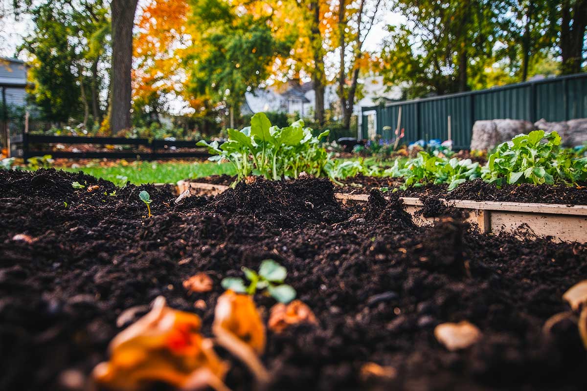Cosa seminare nell’orto a novembre: verdure che resistono al freddo