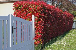 siepe Photinia