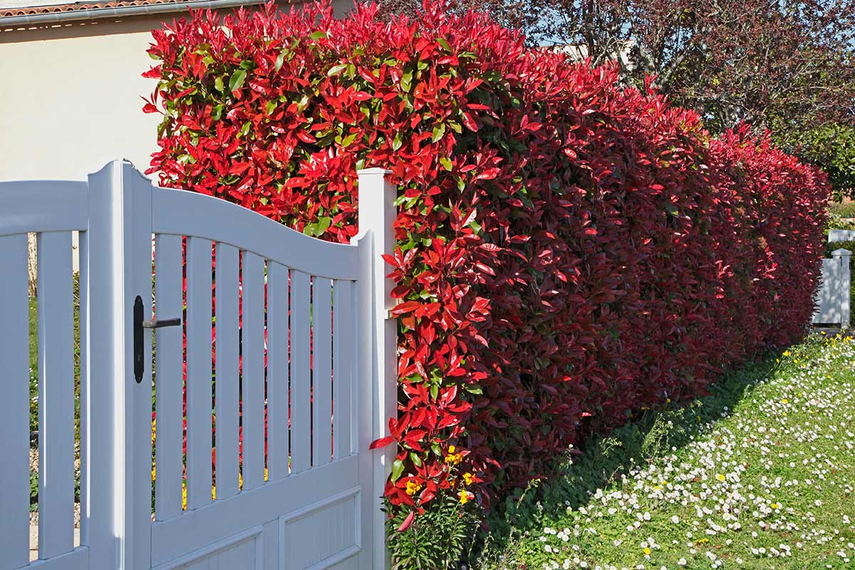 siepe Photinia