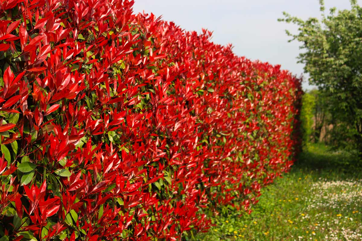 Photinia rossa