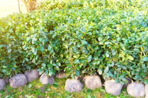 Quando piantare il lauroceraso