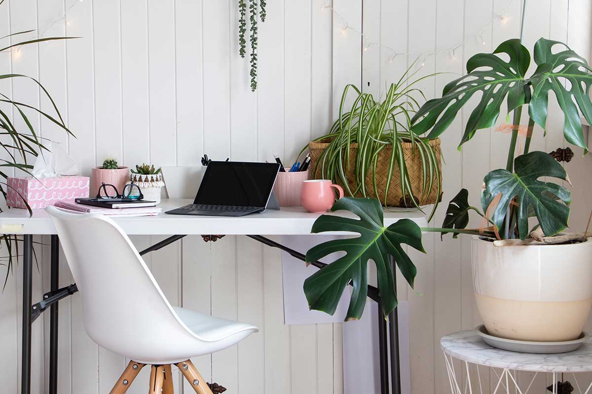 Piante in ufficio che aiutano la concentrazione