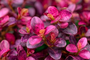 Sempre verdi, sempre belle: le piante che non perdono mai le foglie