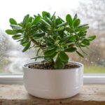 L’errore che può rovinare l’albero di giada in autunno: non farlo anche tu potare albero di giada in autunno