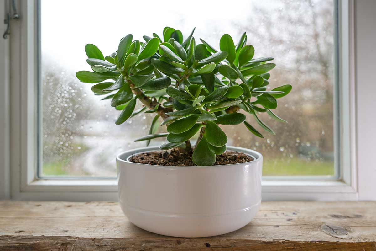 potare albero di giada in autunno