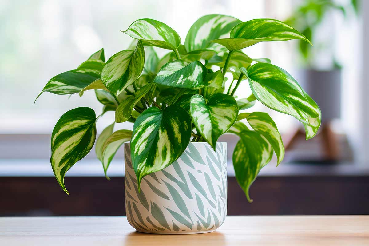 Pothos in terra