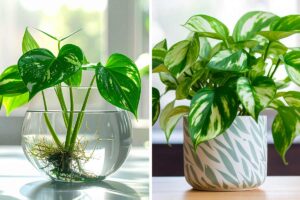 Pothos in acqua o in terra