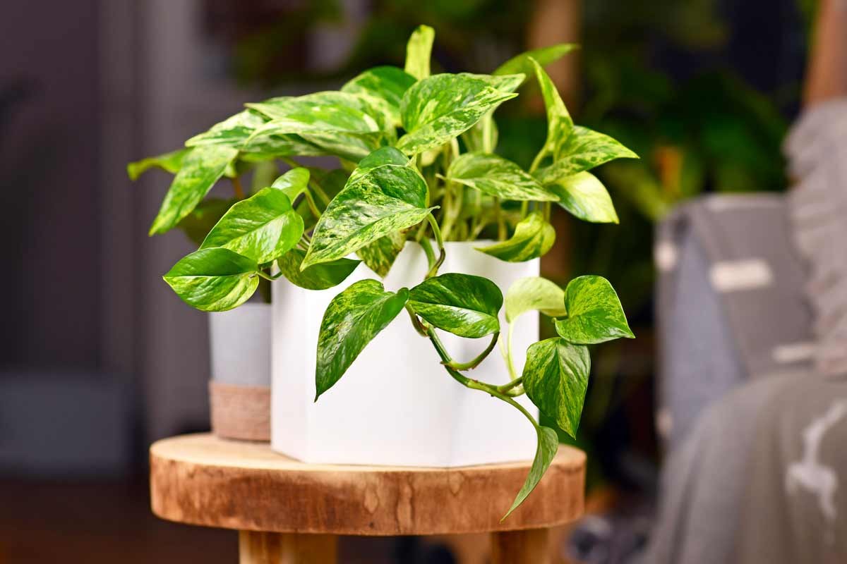 Pothos in vaso bianco su tavolino in legno