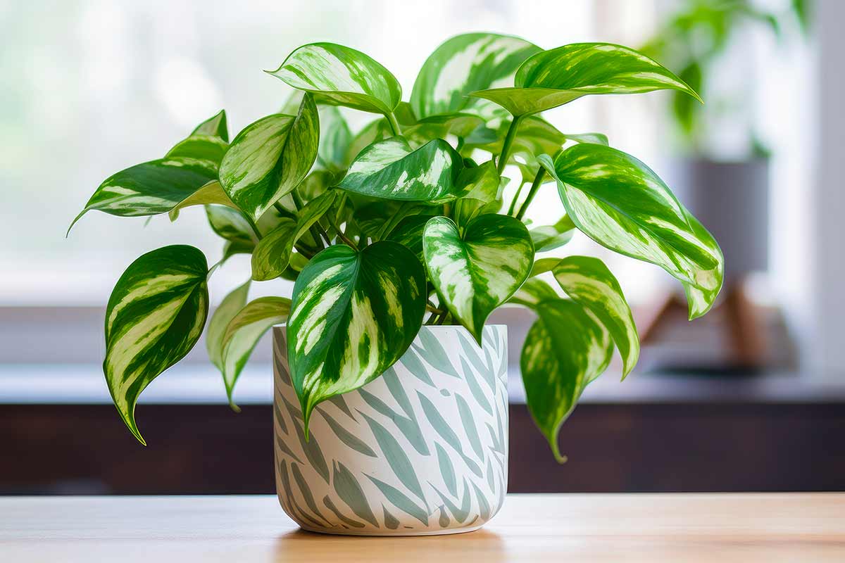 Pothos