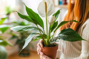 Come rinvasare lo Spatifillo