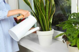 Quanta acqua dare alla sansevieria