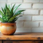 idee eleganti per decorare casa con la Sansevieria