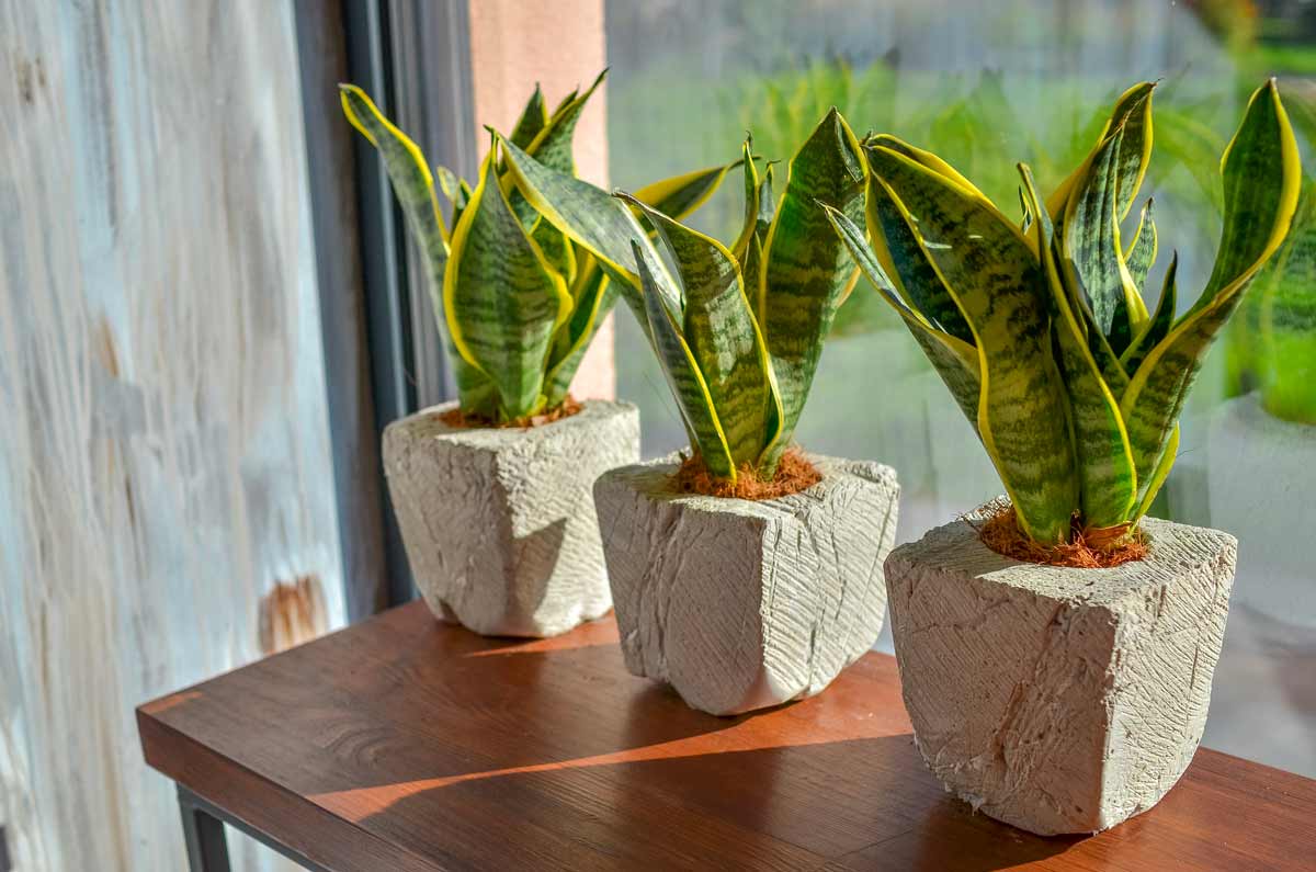 snake plant in vaso