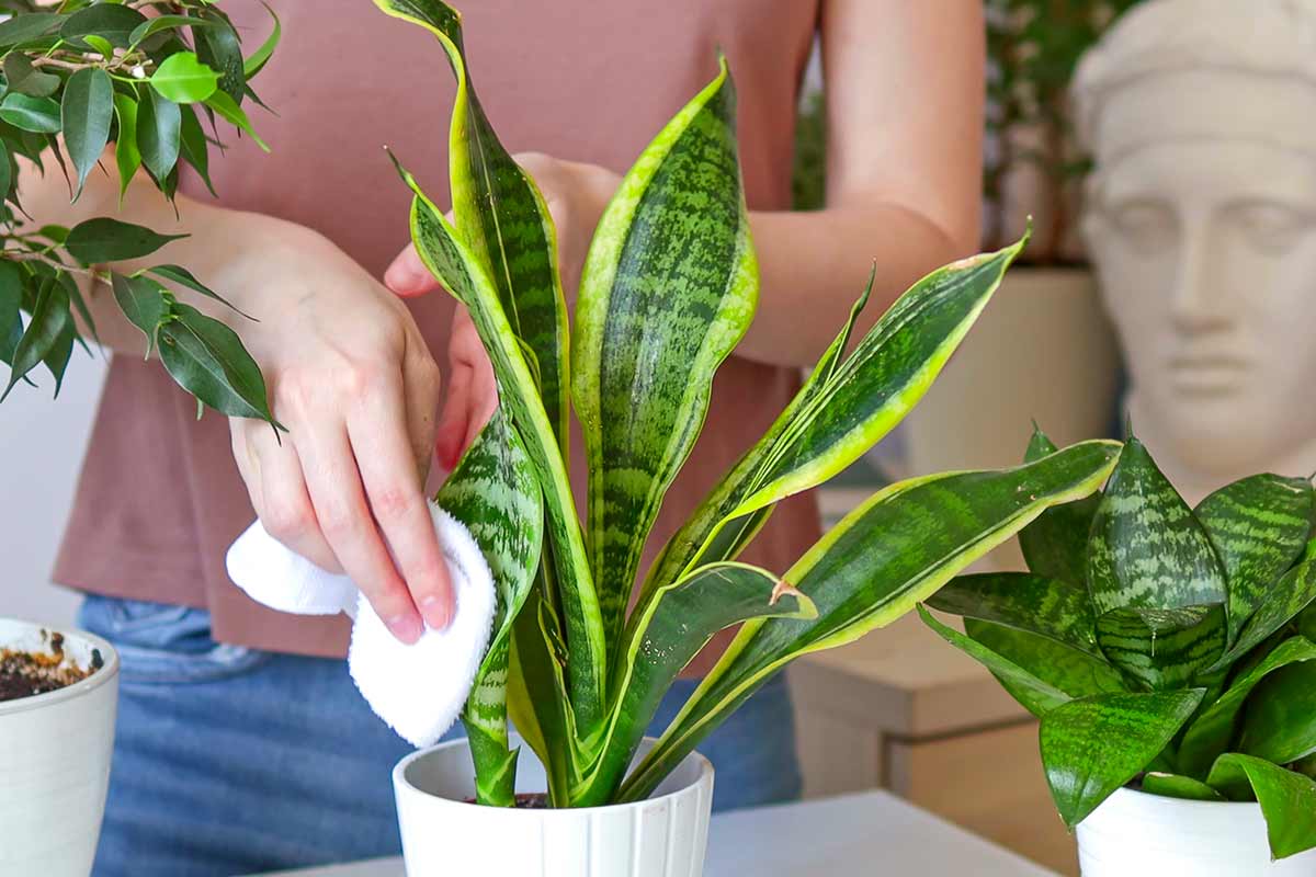 Sansevieria e umidità: il segreto per mantenerla sempre perfetta in casa