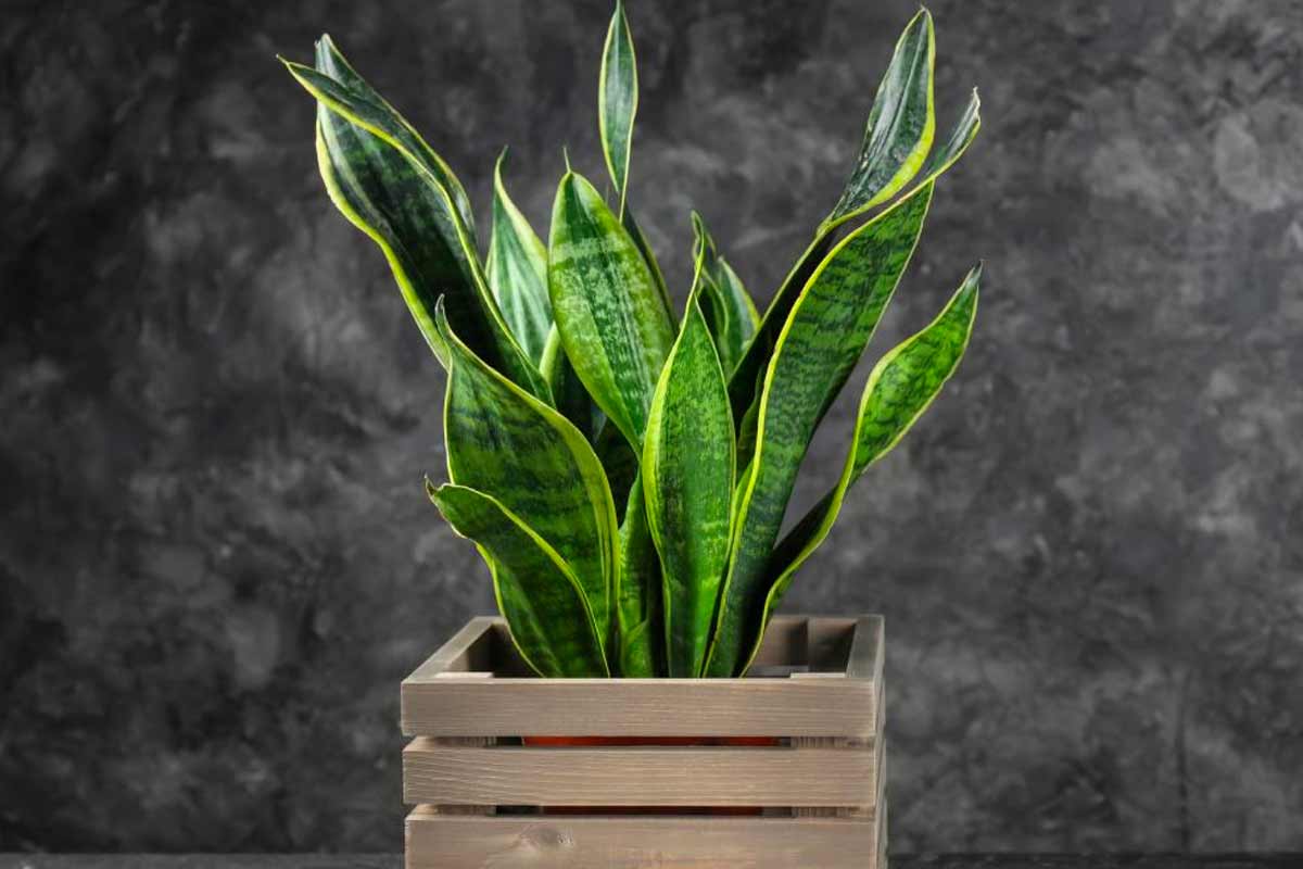 Sansevieria con foglie molli o gialle