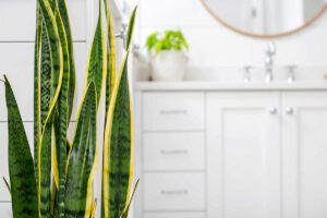 Sansevieria in bagno