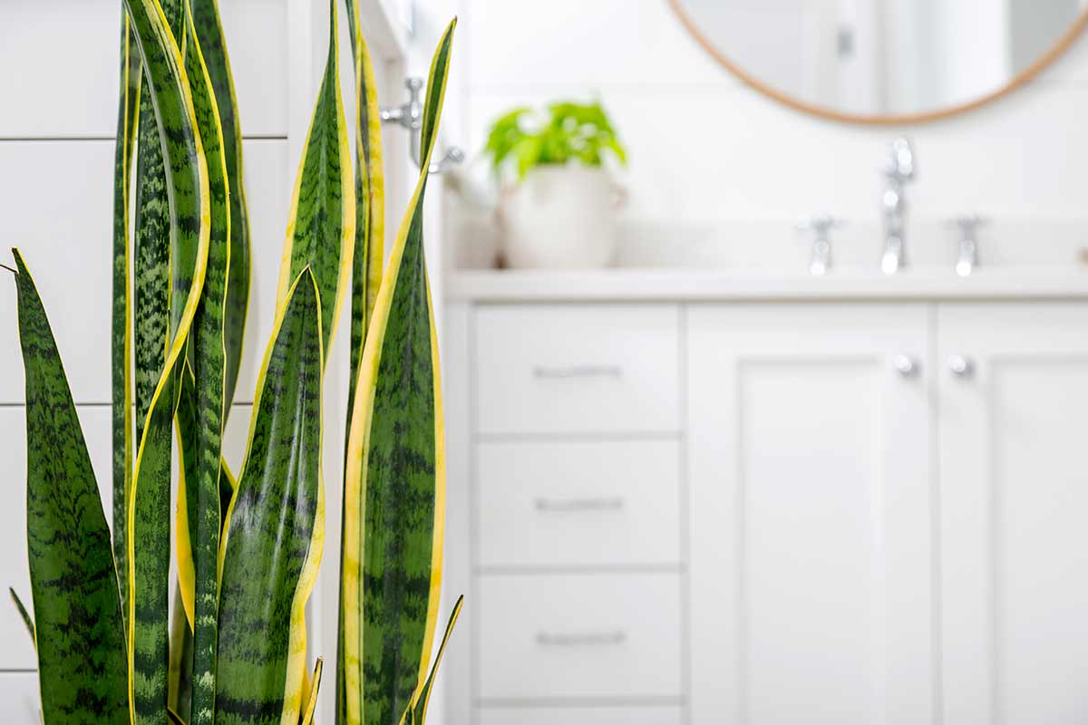 Sansevieria in bagno