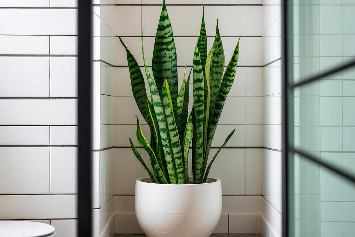 Pianta di Sansevieria vicino la doccia