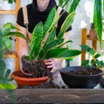 rinvaso della sansevieria