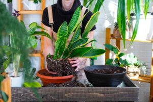 rinvaso della sansevieria