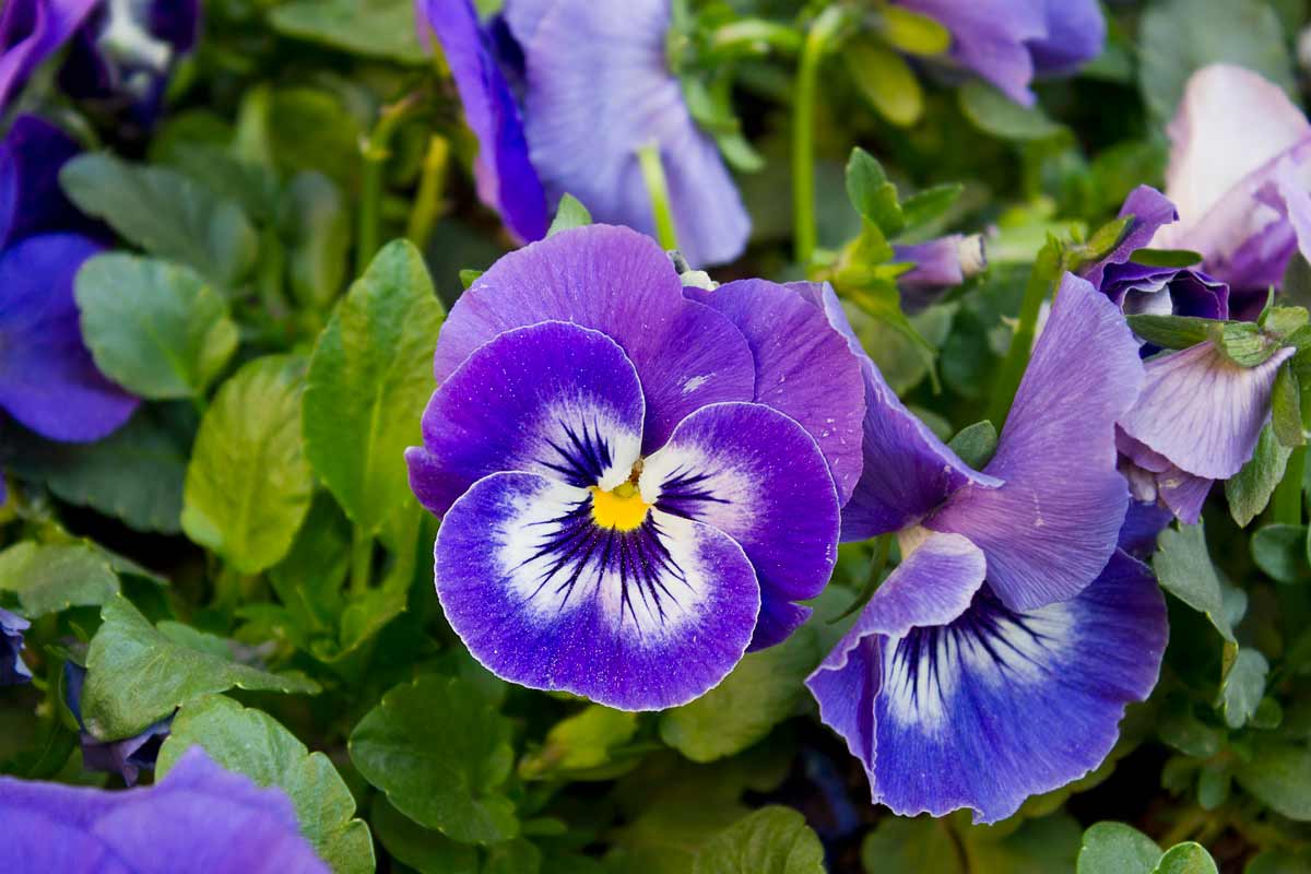 Viole del pensiero, la semina