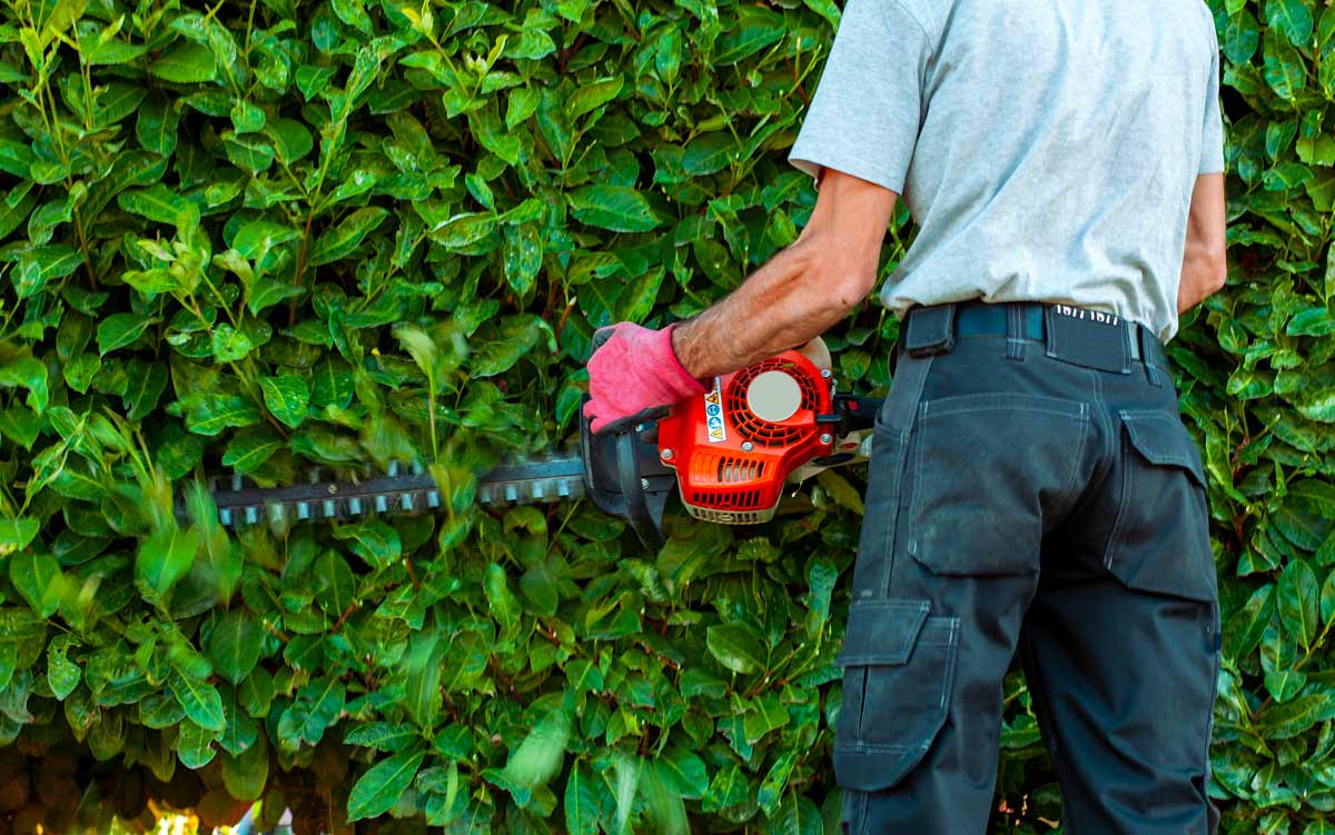 Potatura del lauroceraso