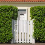 Le 5 regole d’oro per una siepe di lauroceraso ordinata tutto l’anno