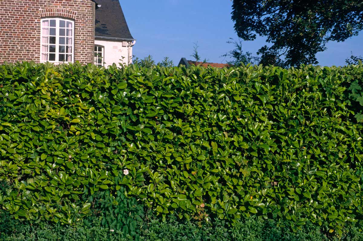 siepe di lauroceraso ordinata