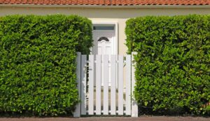 Le 5 regole d’oro per una siepe di lauroceraso ordinata tutto l’anno