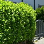 Siepe di lauroceraso: quanto cresce davvero ogni anno