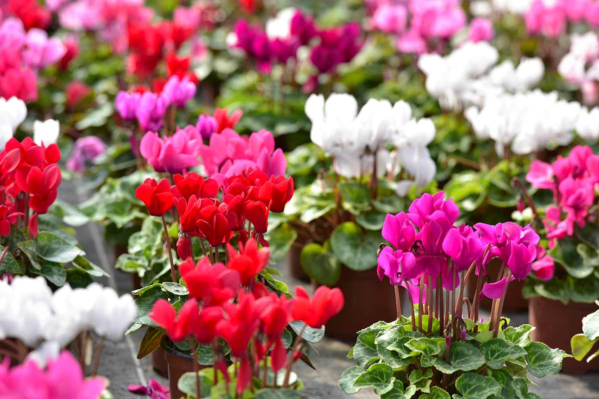 Colori del ciclamino e loro significato