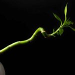 Steli del bambù della fortuna, significato