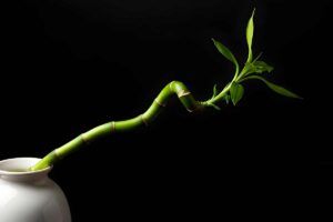 Steli del bambù della fortuna, significato