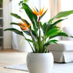 Come rinvasare la sterlizia