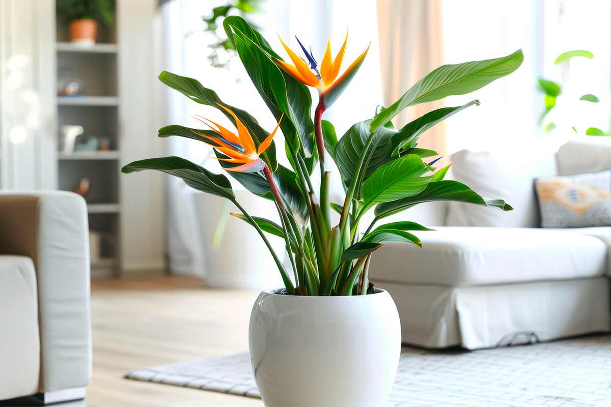 Come rinvasare la sterlizia