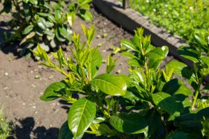 Come fare e curare le talee di lauroceraso per una siepe sana e fitta