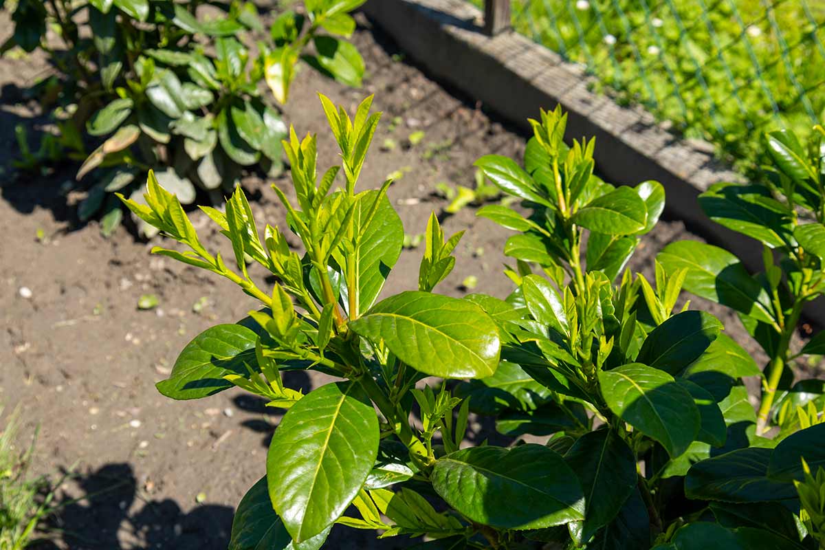 Come fare e curare le talee di lauroceraso per una siepe sana e fitta