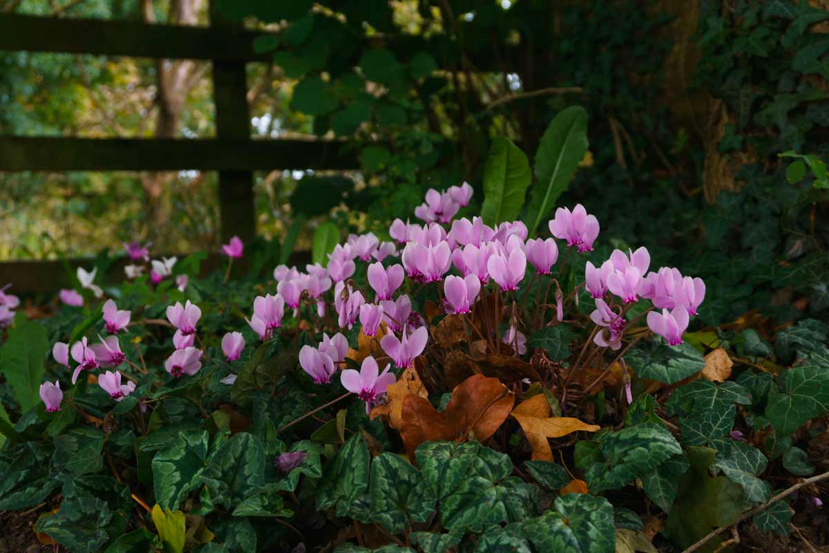 Cyclamen hederifolium, varietà resistente al freddo