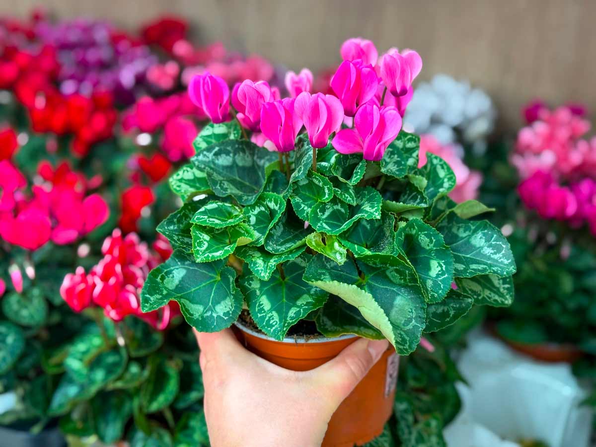 Cyclamen persicum, varietà solitamente venduti in supermercati