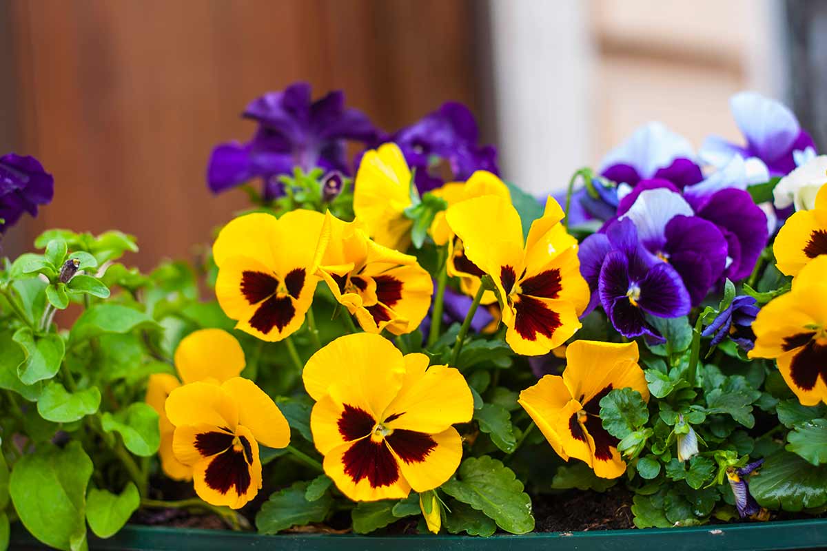 Viola del pensiero, significato e simboli