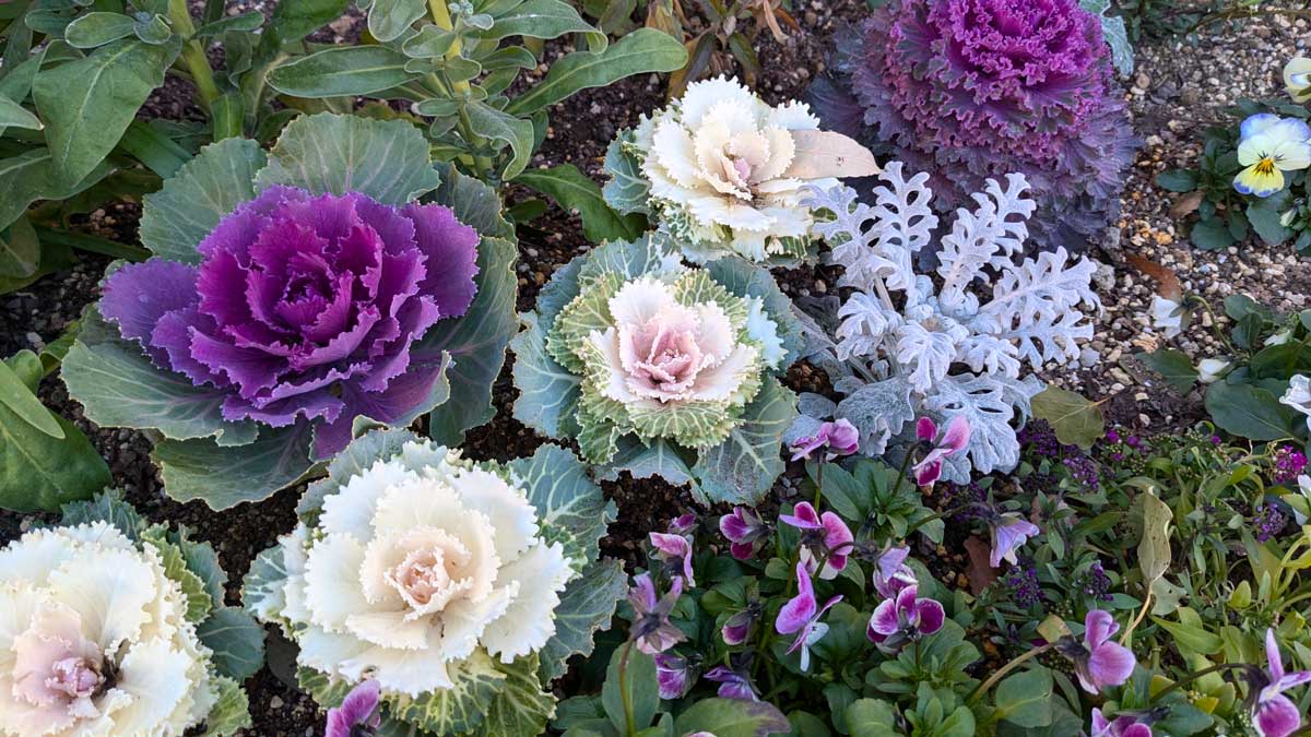 aiuola con cavoli ornamentali