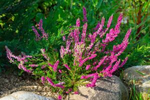 Aiuole invernali colorate: i fiori che resistono al freddo